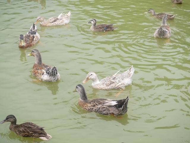 松江フォーゲルパークの写真8