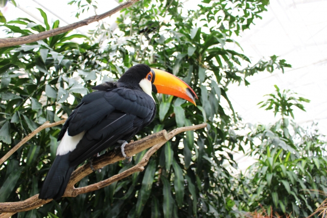 松江フォーゲルパークの写真9