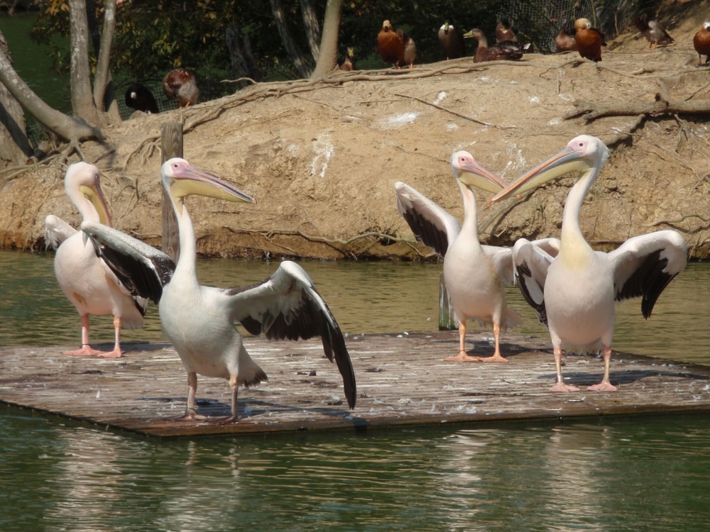 松江フォーゲルパークの写真10