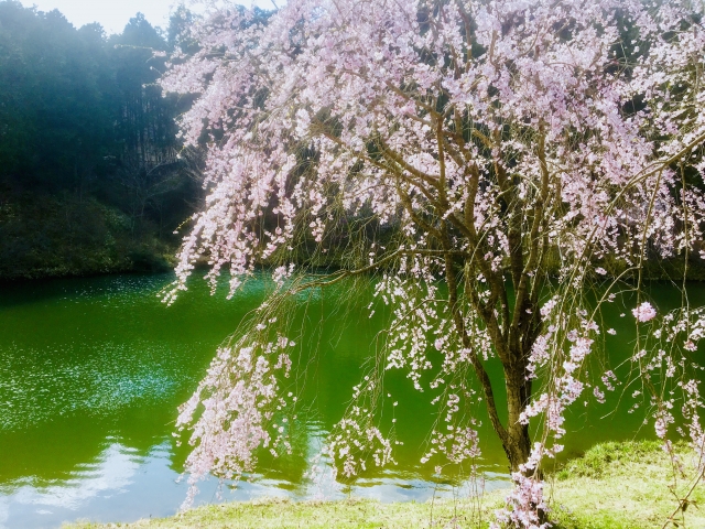 世羅 甲山ふれあいの里の写真3