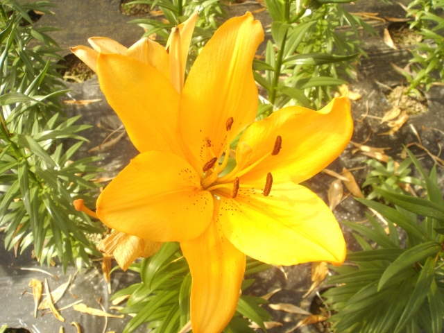 世羅ゆり園の写真2