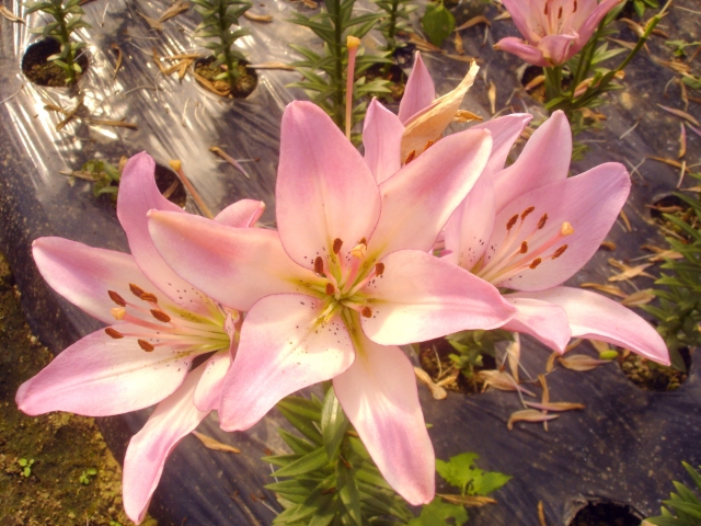 世羅ゆり園の写真3