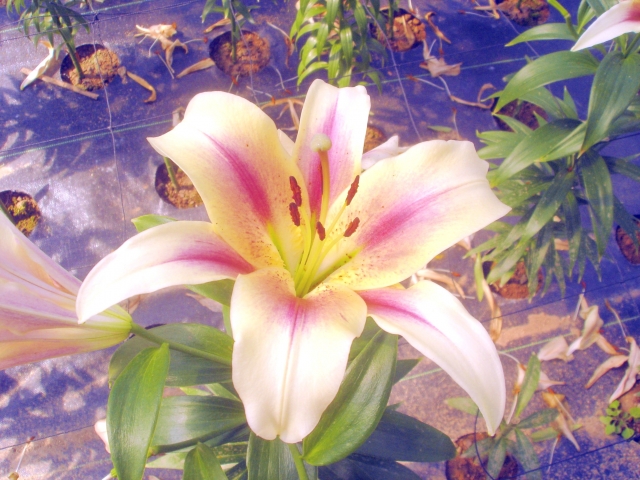 世羅ゆり園の写真4