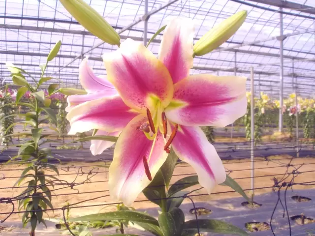 世羅ゆり園の写真1