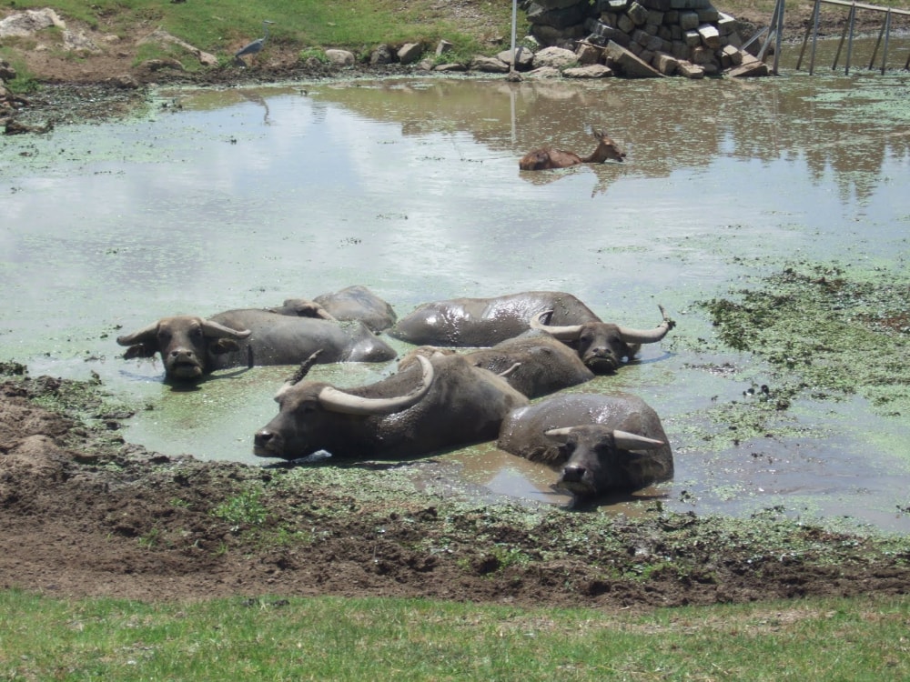 秋吉台自然動物公園 サファリランドの写真2