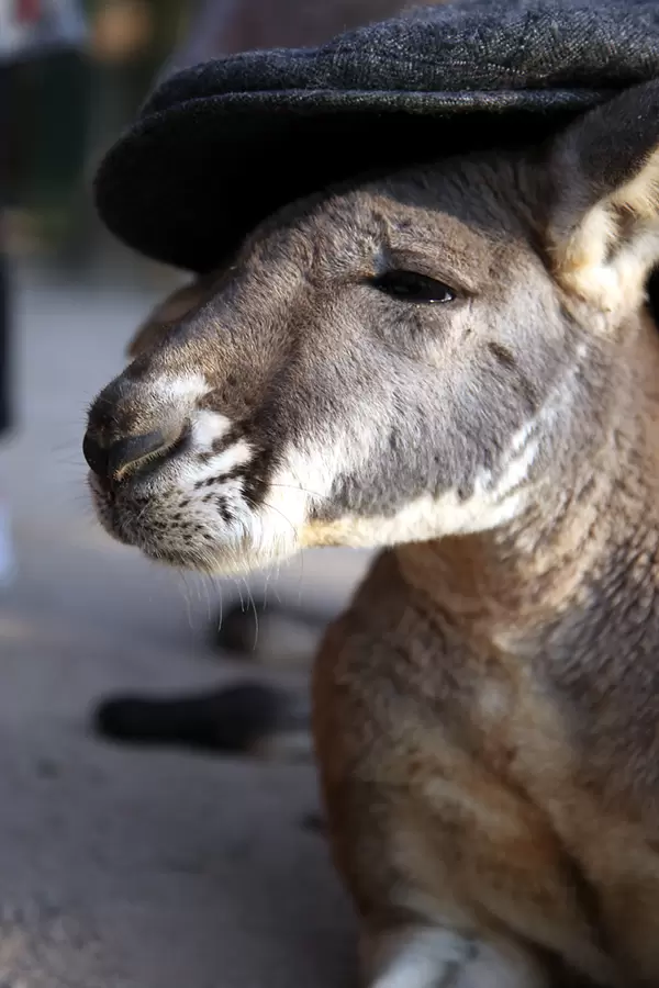 秋吉台自然動物公園 サファリランドの写真1