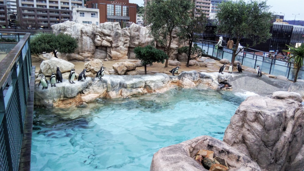 下関市立しものせき水族館の写真7