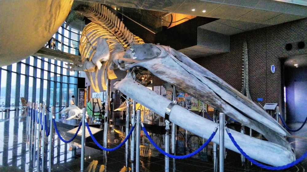 下関市立しものせき水族館の写真10