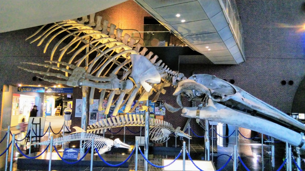 下関市立しものせき水族館の写真15