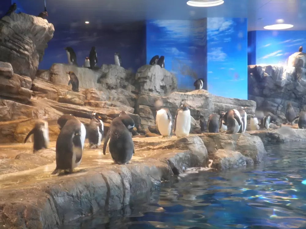 下関市立しものせき水族館の写真1