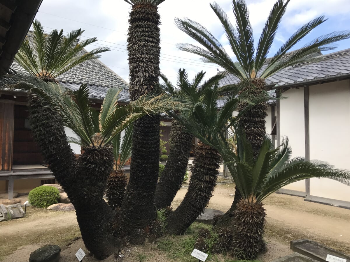 重要文化財 菊屋家住宅の写真8