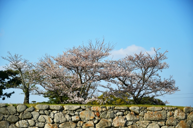 萩城跡指月公園の写真2