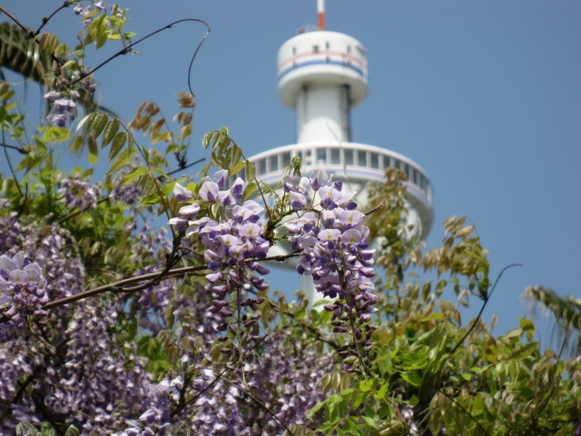 瀬戸大橋タワーの写真3