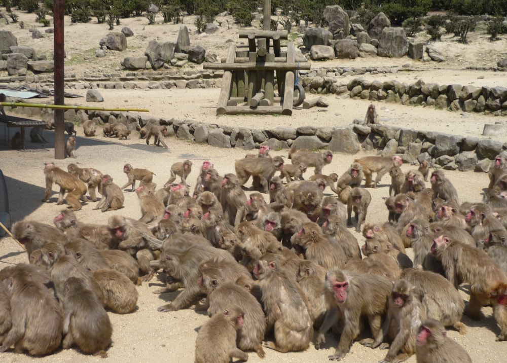 銚子渓自然動物園 お猿の国の写真2