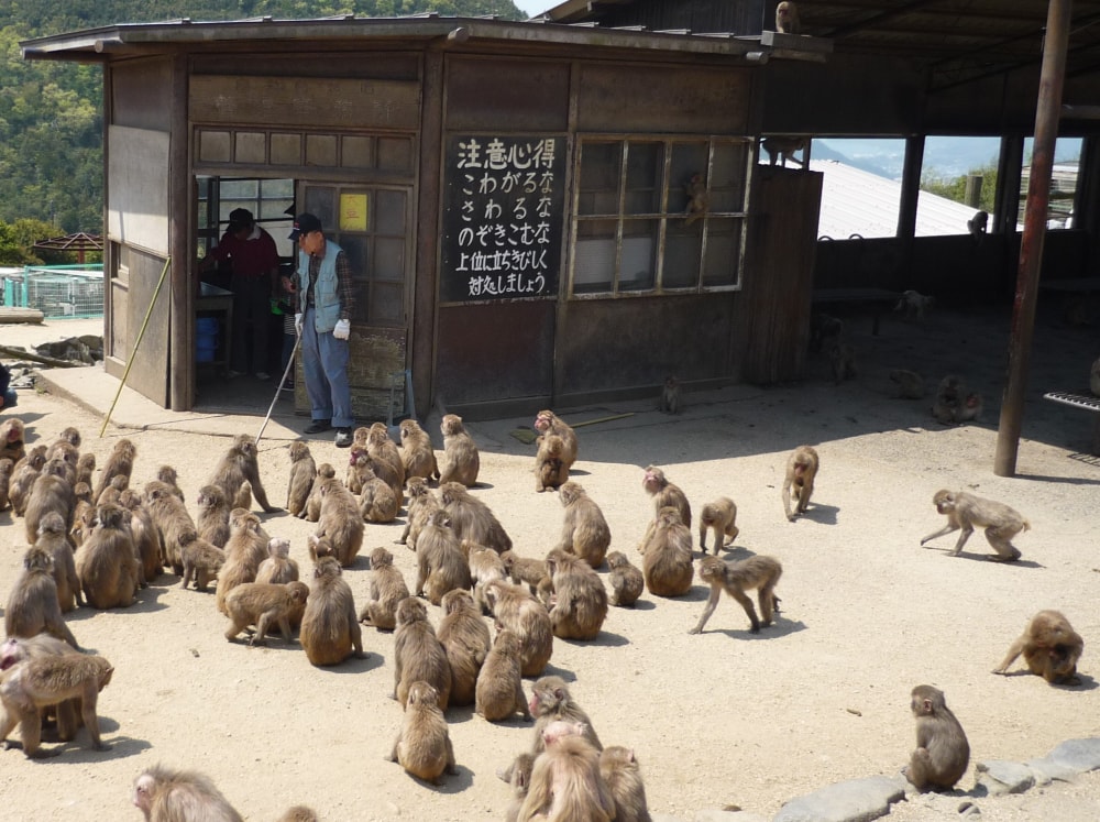 銚子渓自然動物園 お猿の国の写真3