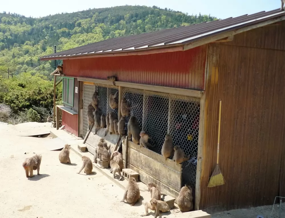銚子渓自然動物園 お猿の国の写真1