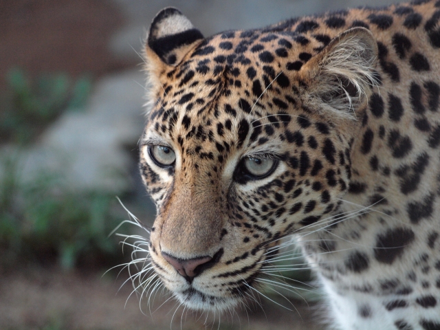 愛媛県立とべ動物園の写真2