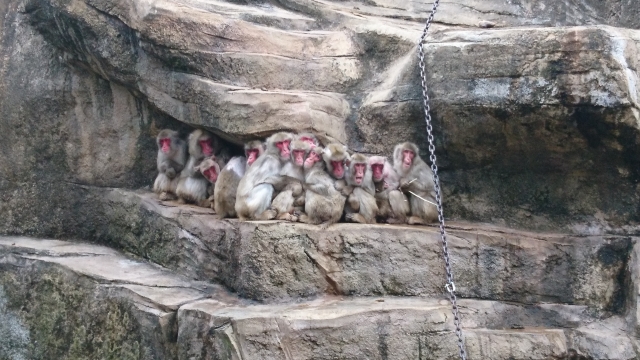愛媛県立とべ動物園の写真3