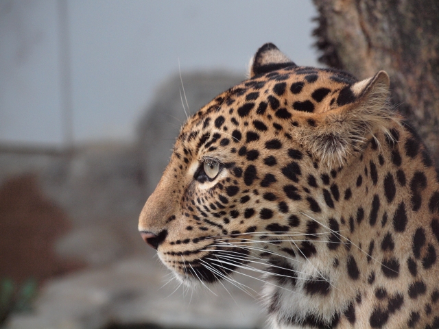 愛媛県立とべ動物園の写真4