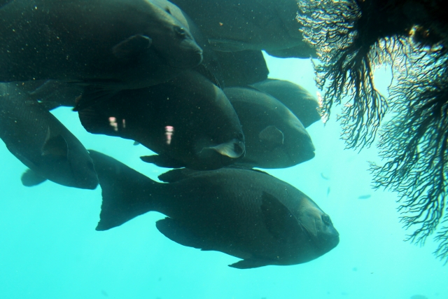 足摺海底館の写真3