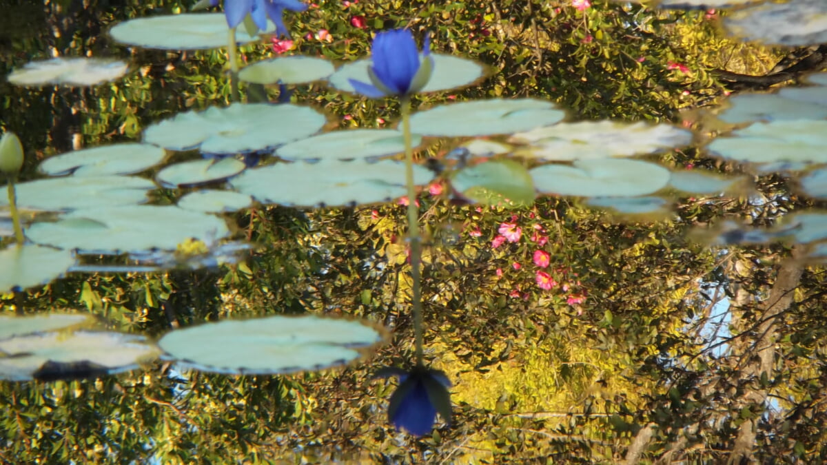 北川村モネの庭マルモッタンの写真4