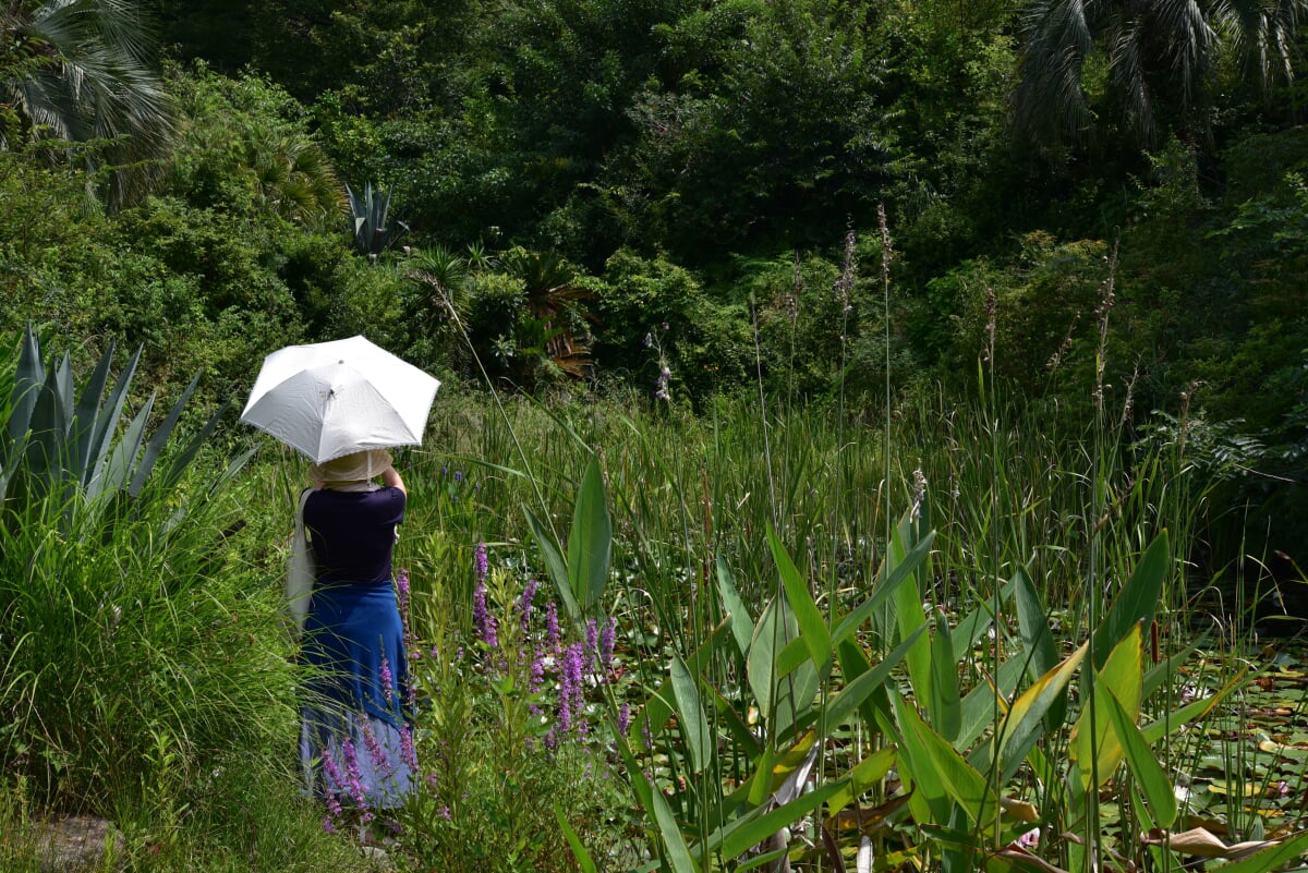北川村モネの庭マルモッタンの写真8