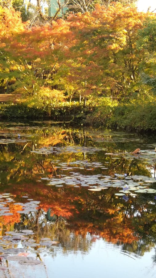 北川村モネの庭マルモッタンの写真9