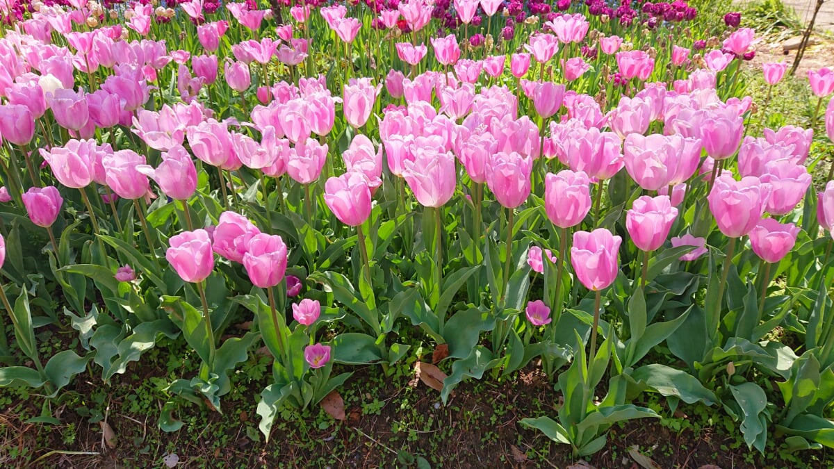 北川村モネの庭マルモッタンの写真11