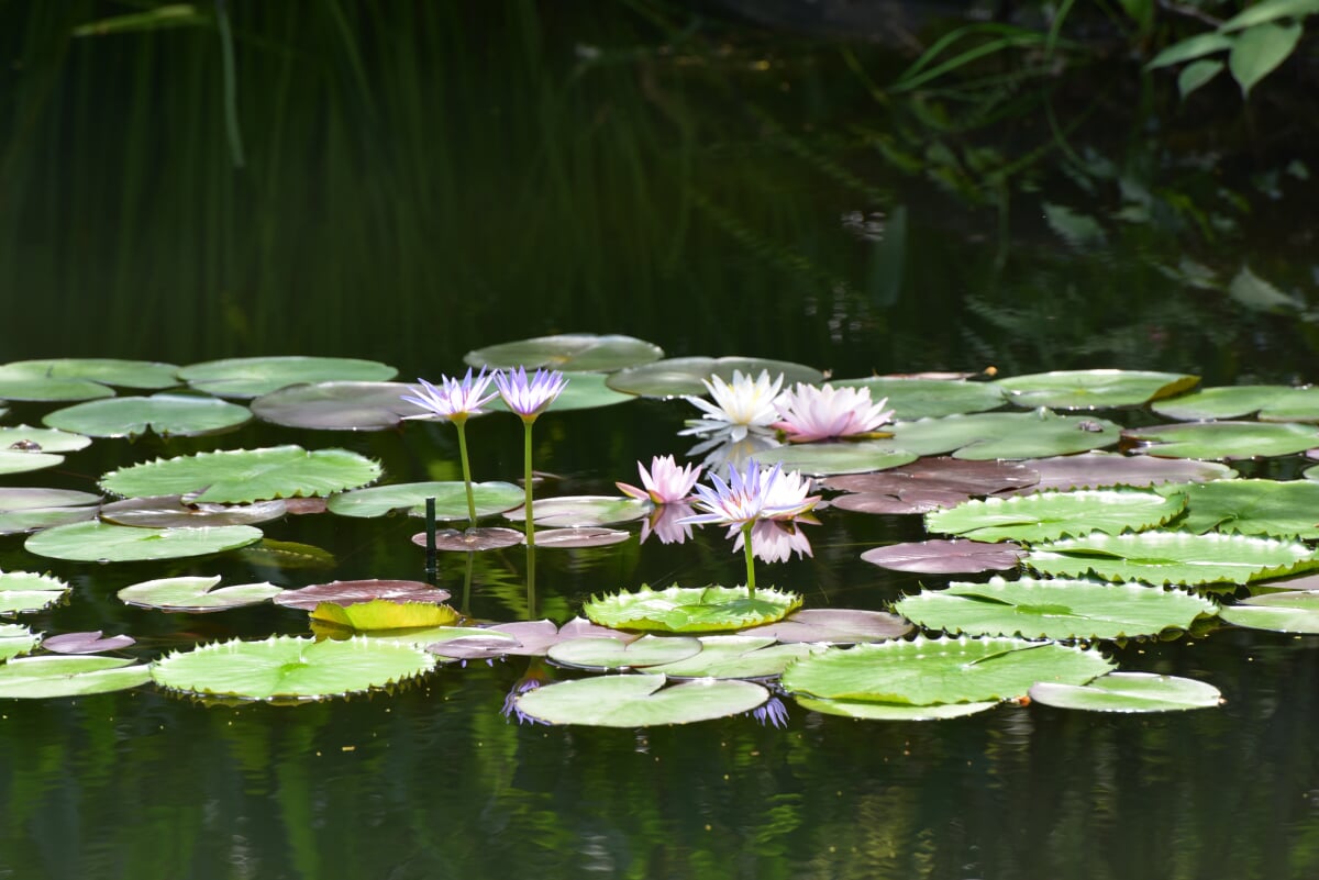北川村モネの庭マルモッタンの写真16
