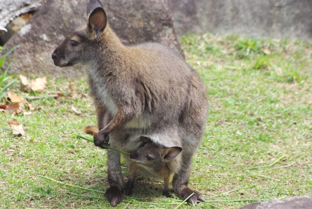 高知県立のいち動物公園の写真4