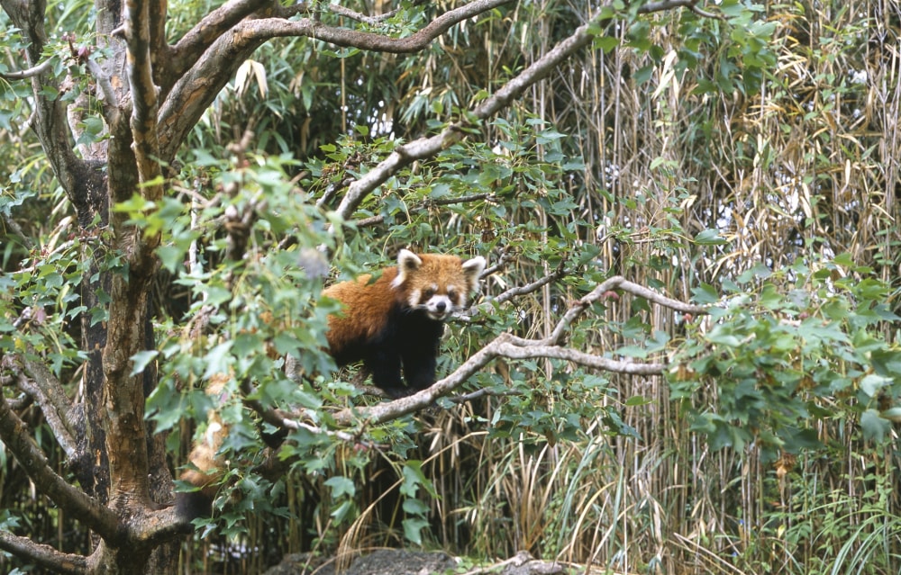 高知県立のいち動物公園の写真6