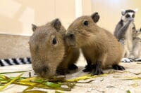 アニタッチららぽーと名古屋みなとアクルス