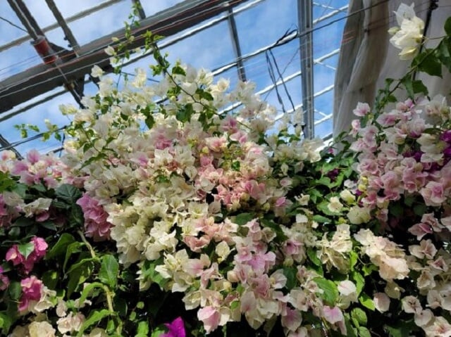 ブーゲンハウス嬉野の写真2