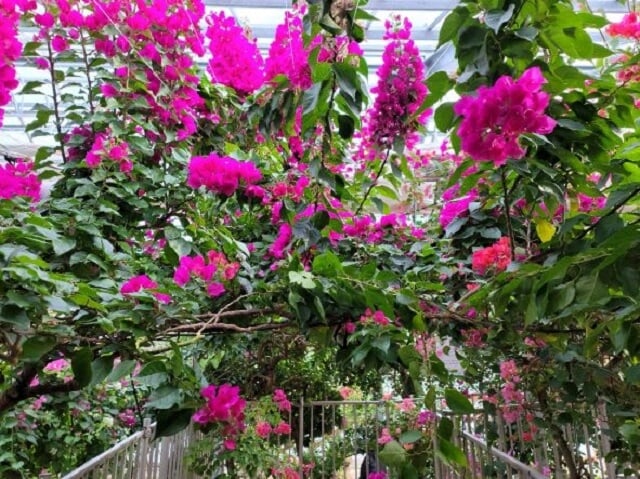ブーゲンハウス嬉野の写真3