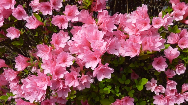 御船山楽園の写真4