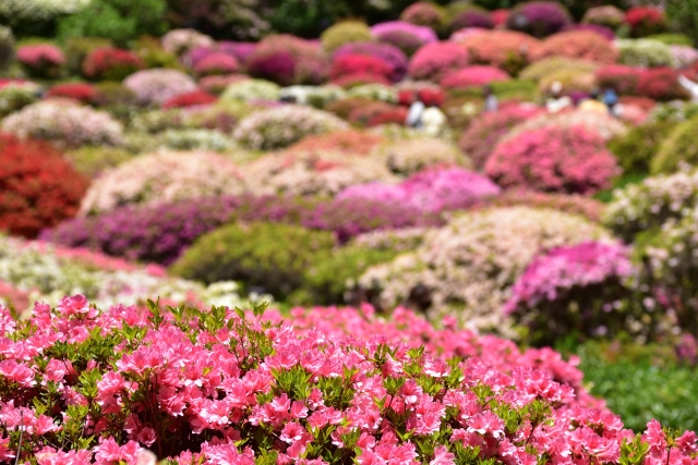 御船山楽園の写真6