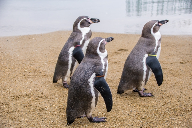 長崎ペンギン水族館の写真2