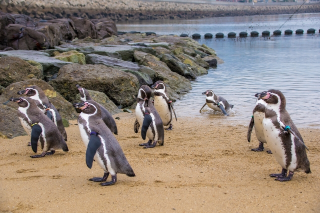 長崎ペンギン水族館の写真3