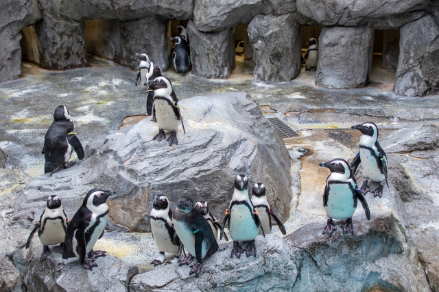 長崎ペンギン水族館の写真4
