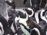 長崎ペンギン水族館