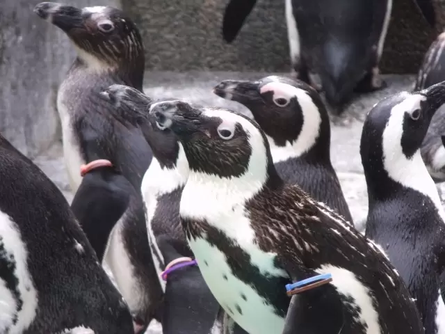 長崎ペンギン水族館の写真1