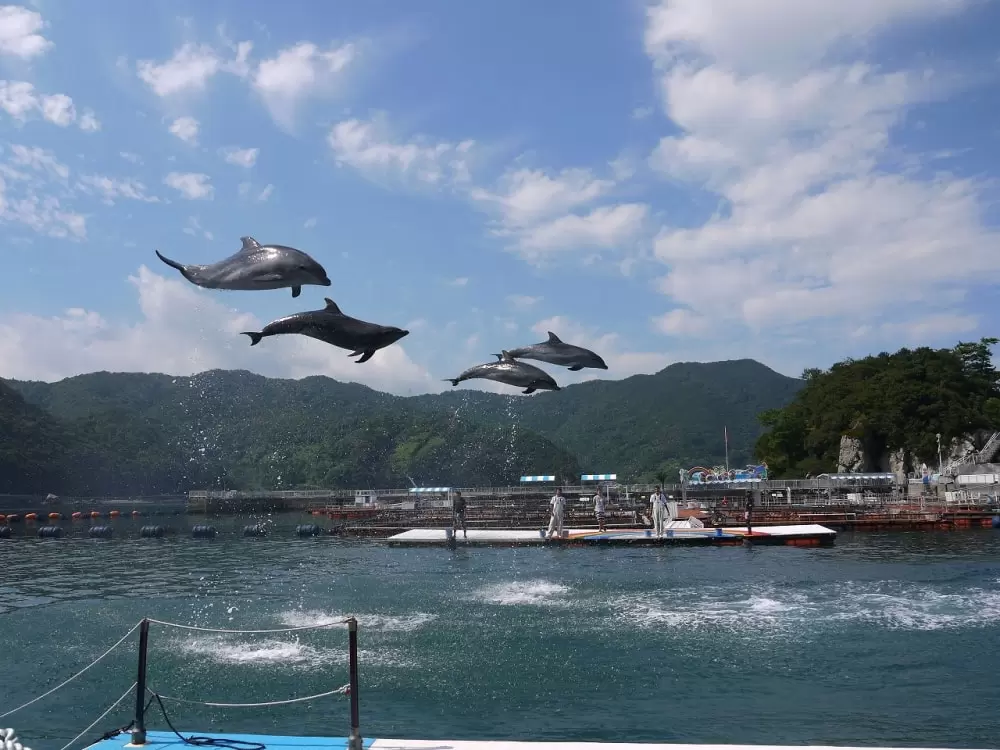 うみたま体験パーク つくみイルカ島の写真1