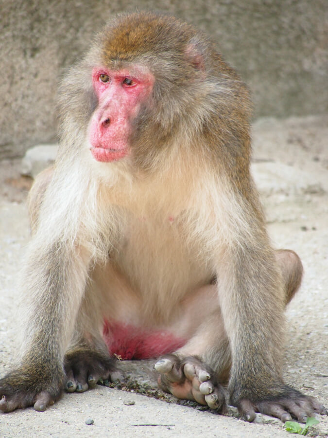 大分市 高崎山自然動物園の写真2