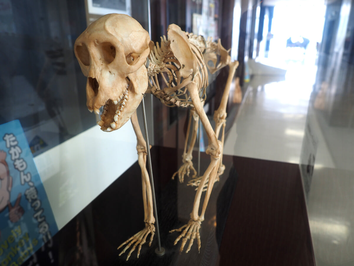 大分市 高崎山自然動物園の写真3