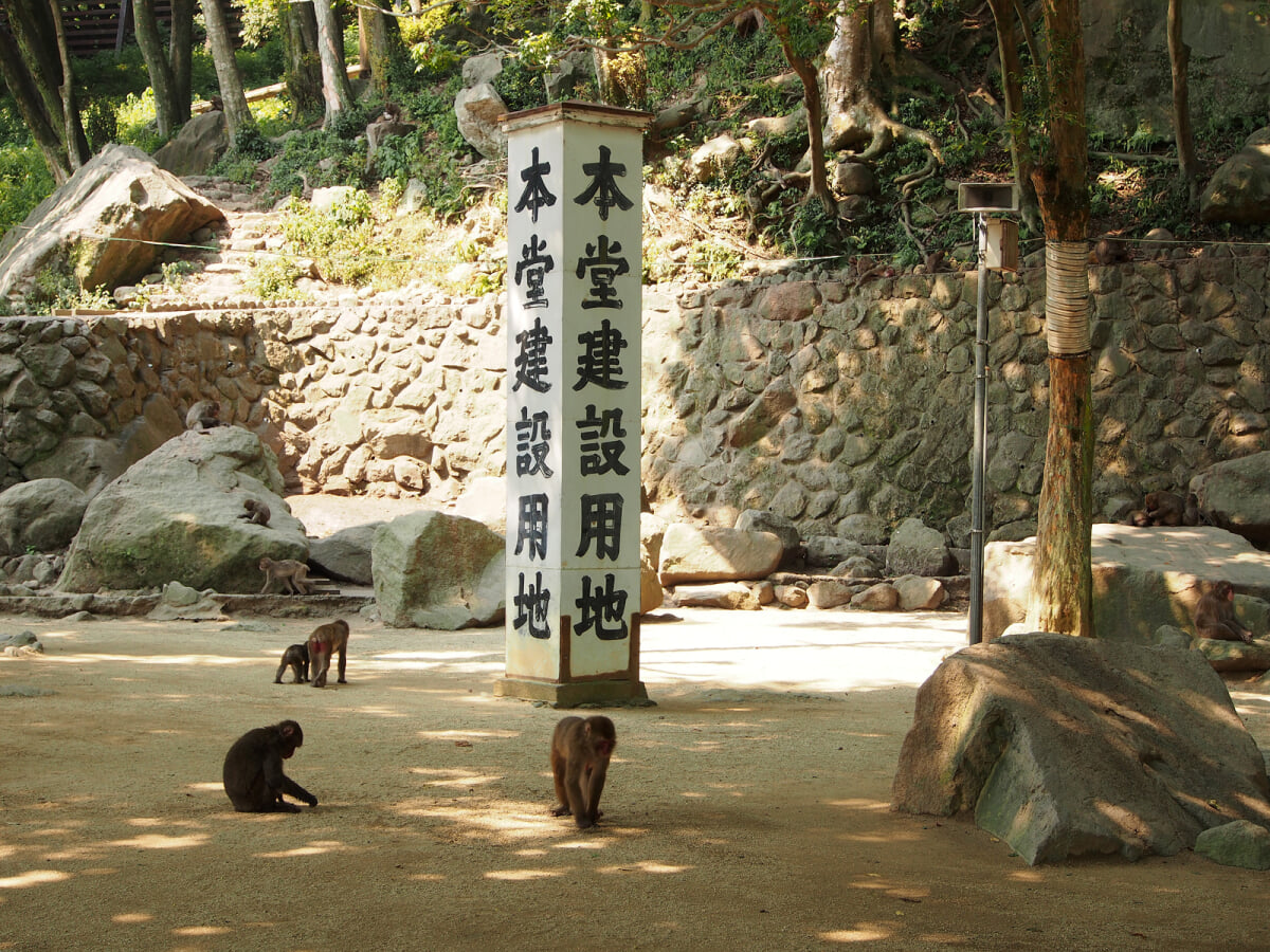 大分市 高崎山自然動物園の写真1