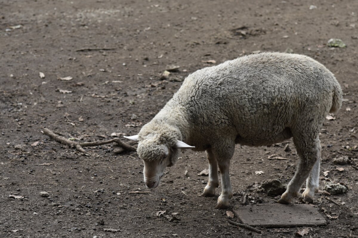くじゅう自然動物園の写真2