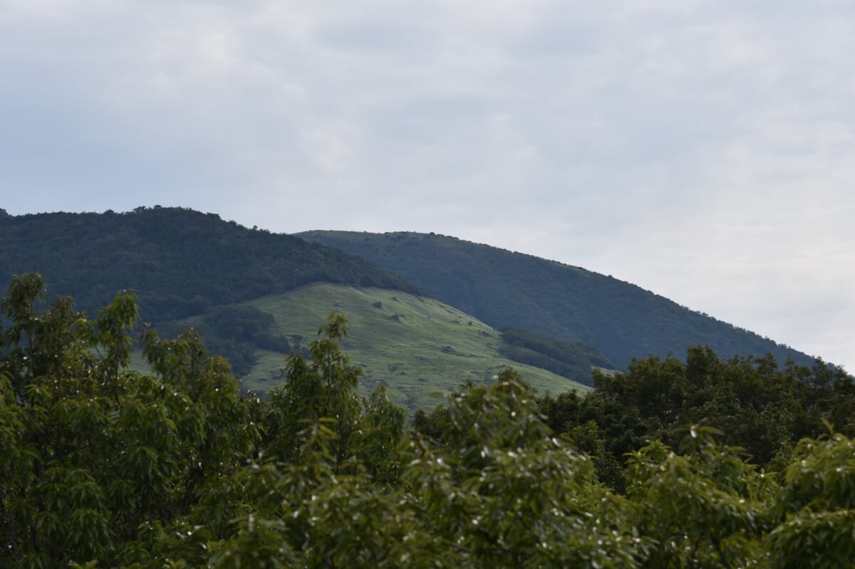 くじゅう自然動物園の写真3