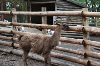 くじゅう自然動物園