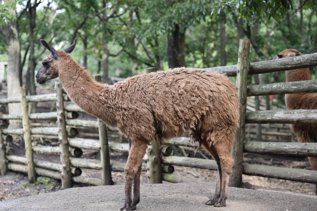くじゅう自然動物園の写真4