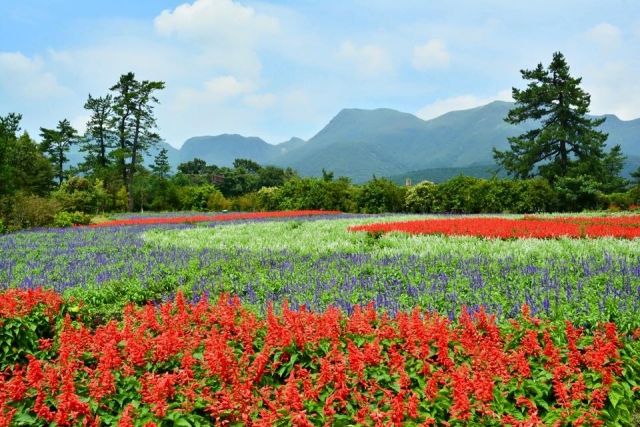 くじゅう花公園の写真2